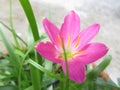 purple lilly with green fresh leaf.