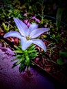 Purple lilly