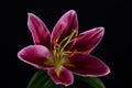 Purple lily on a black background Royalty Free Stock Photo