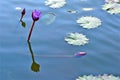 Purple Lily in Blue Water Royalty Free Stock Photo