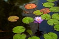 Purple lily flower growing inside the lake Royalty Free Stock Photo