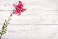 Purple lily flower on white wooden table background. Royalty Free Stock Photo