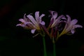 Purple lily flowers isolated on a black background. Royalty Free Stock Photo