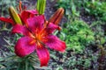 Purple lily large flower bloomed after rain