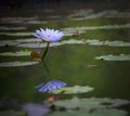 Purple lily lotus blooming in the park Royalty Free Stock Photo