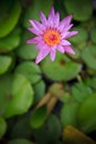 Purple lily lotus and green leaves background Royalty Free Stock Photo