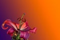 Purple lily with a purple-orange background Royalty Free Stock Photo