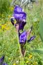 Purple lily in spring, Collserola Park Barcelona Royalty Free Stock Photo