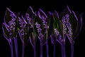 Purple lily of the valley flower & green leaves black background isolated closeup, may lily flowers, convallaria majalis, fantasy Royalty Free Stock Photo