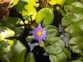 Purple lily water flower in Thailand