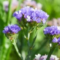 Purple Limonium flower, sea-lavender blooming at authumn