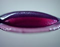 purple lipstick, make up