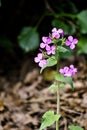 Purple little flower