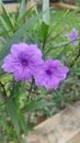 Purple little flowers in the garden