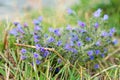 Purple little flowers