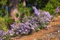 Purple little flowers on the slope of a hill in mother nature. A small bush of colourful and vibrant flowers growing on