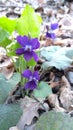 Purple little spring viola flowers