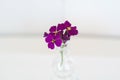 Purple Lobelia flowers still life Royalty Free Stock Photo