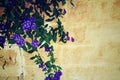 Purple Lobelia growing over a stone wall Royalty Free Stock Photo