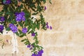 Purple Lobelia growing over a stone wall Royalty Free Stock Photo