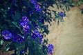 Purple Lobelia growing over a stone wall Royalty Free Stock Photo