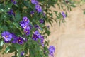 Purple Lobelia growing over a stone wall Royalty Free Stock Photo