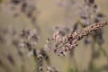 Purple long blade of grass, looks like grain or wheat