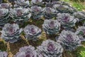 Purple Longlived Cabbage Royalty Free Stock Photo