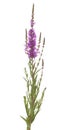 Purple loosestrife Royalty Free Stock Photo