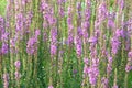 Purple loosestrife Royalty Free Stock Photo