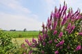 Purple-loosestrife Royalty Free Stock Photo