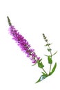 Purple Loosestrife Flower