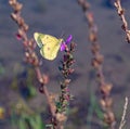 Yellow, Clouded sulphur butterfly, insect, on purple loosestrife flower with water, lake background