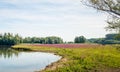 Purple loosestrife flowering in a marshy natural area Royalty Free Stock Photo