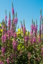 Purple Loosestrife