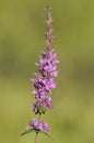 Purple Loosestrife - Lythrum salicaria Royalty Free Stock Photo
