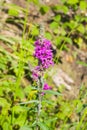 Purple Loosestrife or Lythrum salicaria blossom close-up, selective focus, shallow DOF