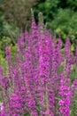 Purple loosestrife lythrum salicaria flowers Royalty Free Stock Photo