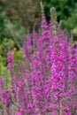 Purple loosestrife lythrum salicaria flowers Royalty Free Stock Photo