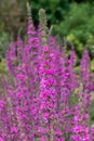 Purple loosestrife lythrum salicaria flowers Royalty Free Stock Photo