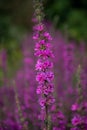 Purple loosestrife lythrum salicaria flowers Royalty Free Stock Photo