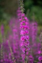 Purple loosestrife lythrum salicaria flowers Royalty Free Stock Photo