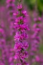 Purple loosestrife lythrum salicaria flowers Royalty Free Stock Photo