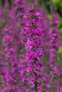 Purple loosestrife lythrum salicaria flowers Royalty Free Stock Photo