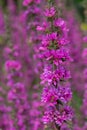 Purple loosestrife lythrum salicaria flowers Royalty Free Stock Photo