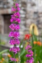 Purple loosestrife lythrum salicaria flowers Royalty Free Stock Photo