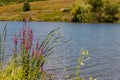 Purple Loosestrife Lythrum Salicaria flowers on lakeshore Royalty Free Stock Photo