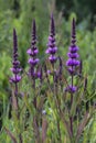 Purple loosestrife (Lythrum salicaria) Royalty Free Stock Photo