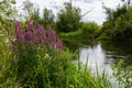 Purple loosestrife Lythrum salicaria inflorescence. Flower spike of plant in the family Lythraceae, associated with wet habitats Royalty Free Stock Photo