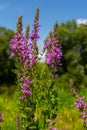 Purple loosestrife Lythrum salicaria inflorescence. Flower spike of plant in the family Lythraceae, associated with wet habitats Royalty Free Stock Photo